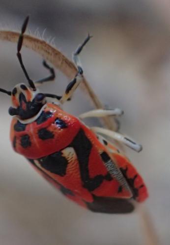 Réf. 185 611 : Eurydema ornata